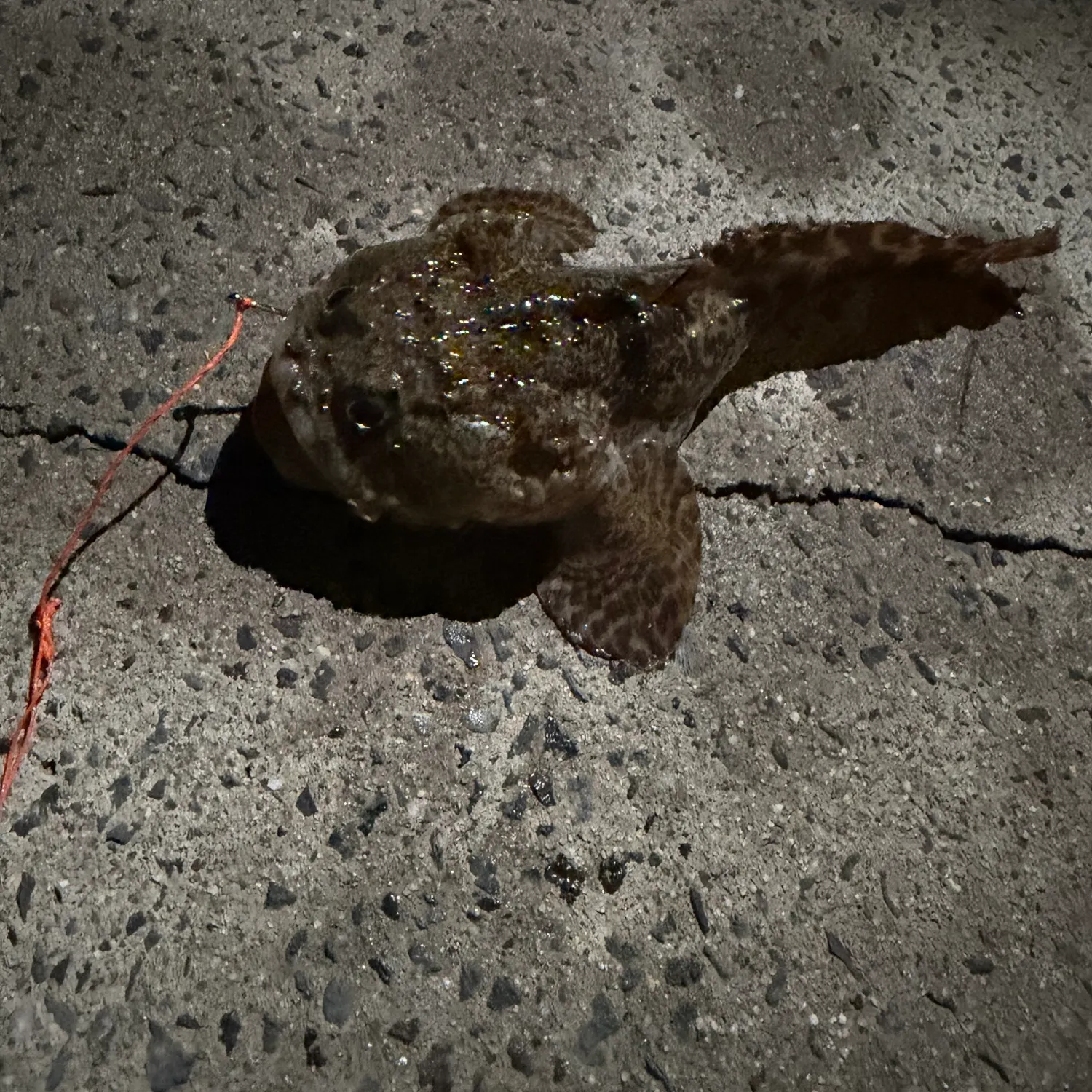 Gulf toadfish caught on Fishbrain