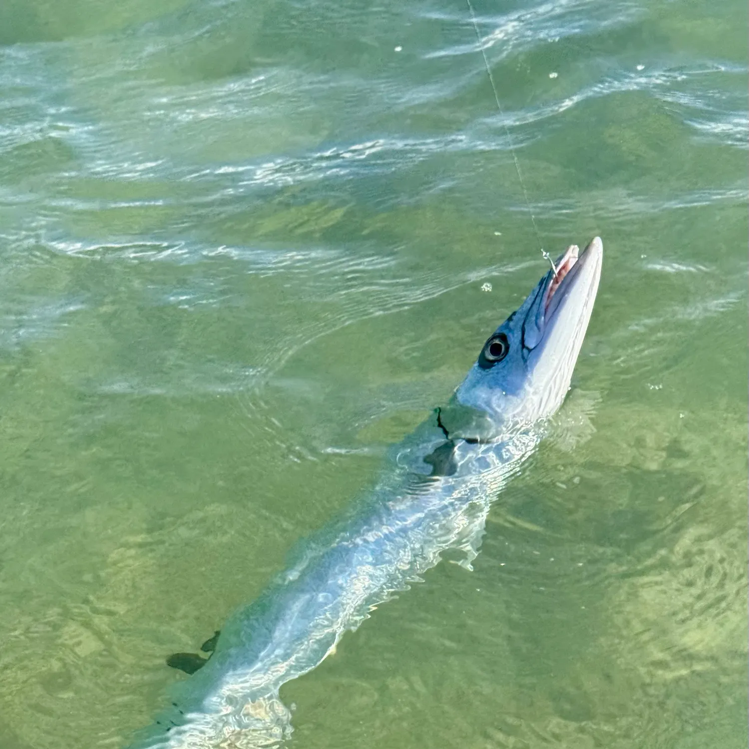 Pacific barracuda caught on Fishbrain