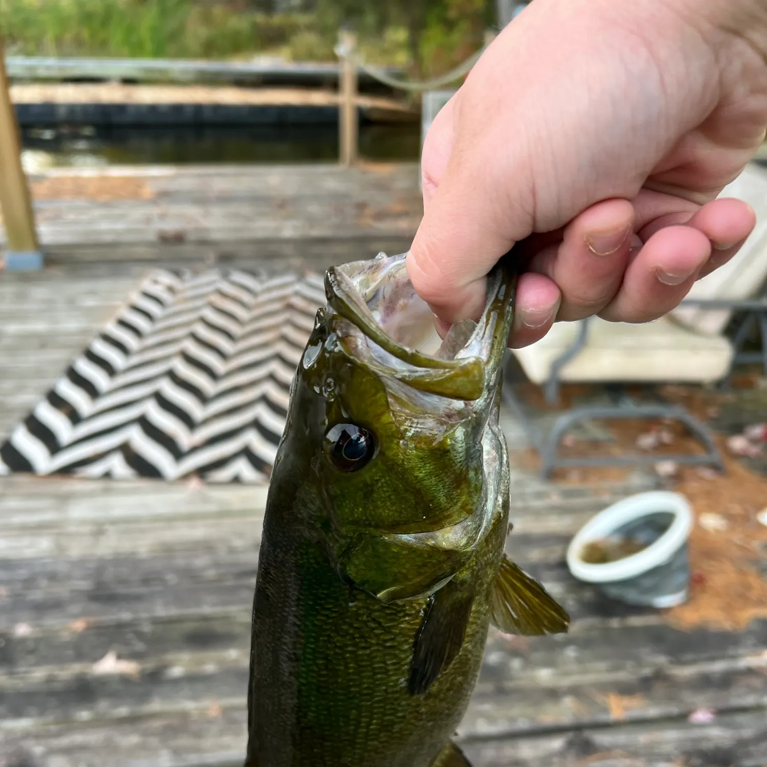 Smallmouth bass caught on Fishbrain