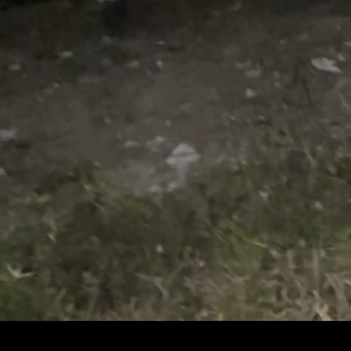 The most recent Alligator gar catches on Fishbrain