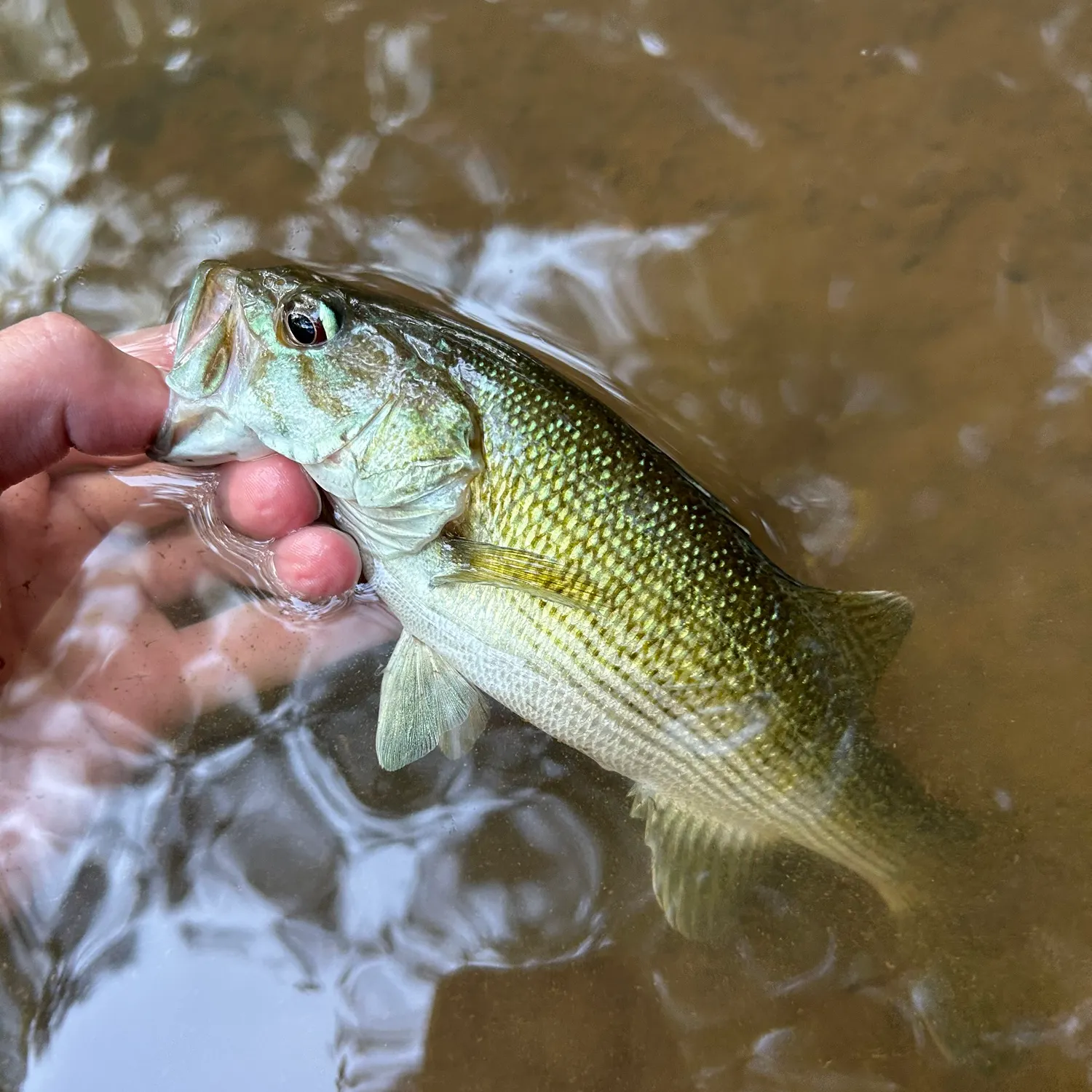 Tallapoosa bass caught on Fishbrain