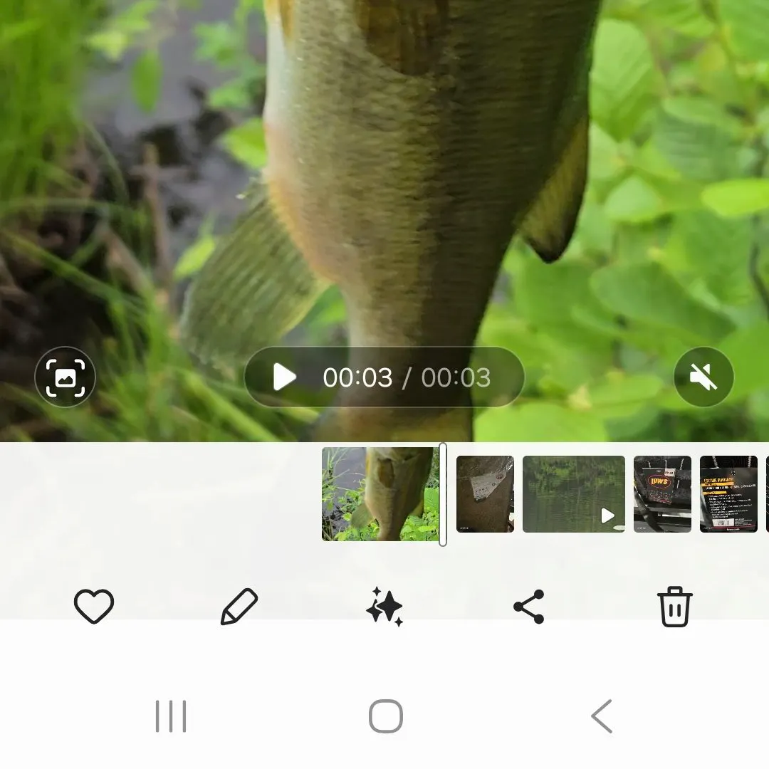 recently logged catches