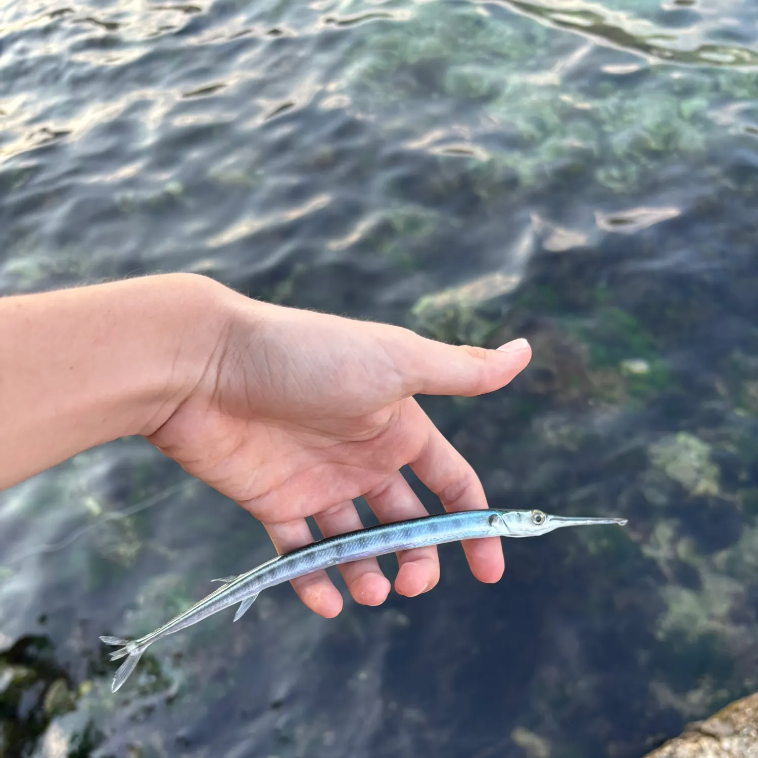 The most recent Keeled needlefish catches on Fishbrain