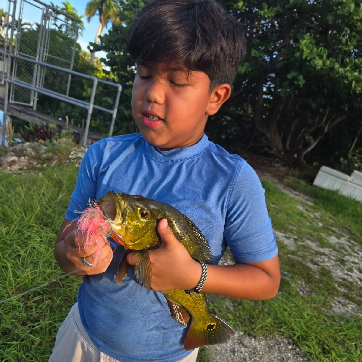 Butterfly peacock bass caught on Fishbrain