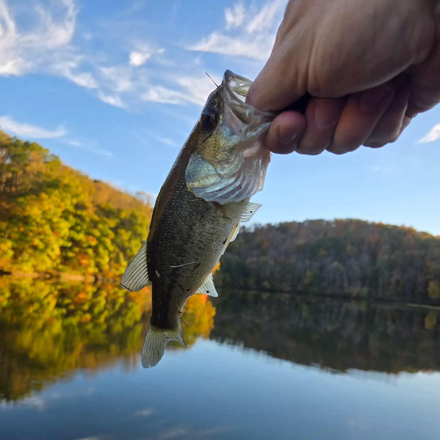 Largemouth bass caught on Fishbrain