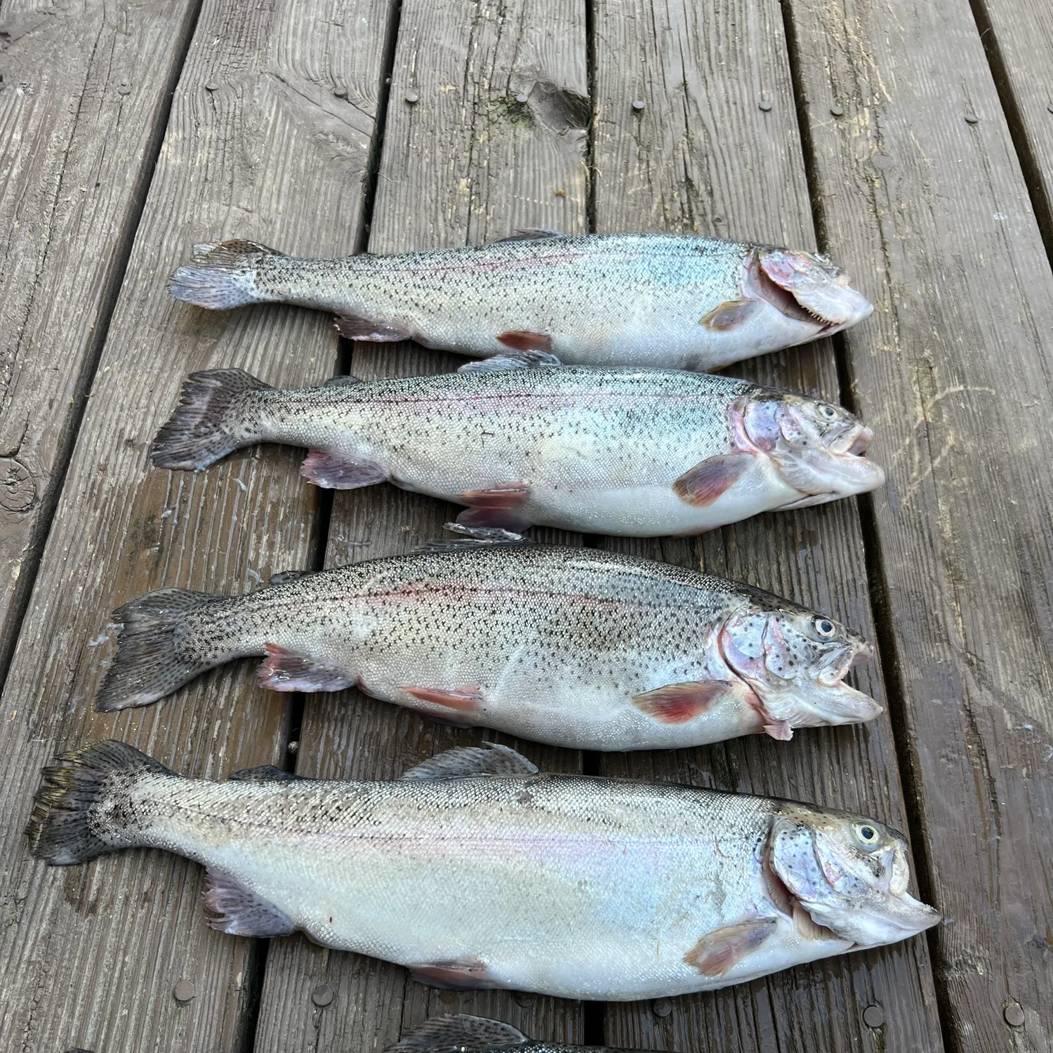 recently logged catches