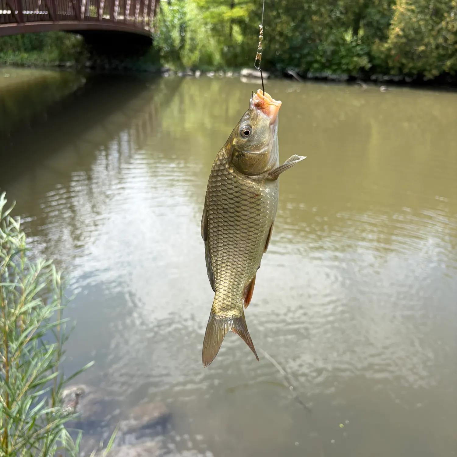 Common carp caught on Fishbrain