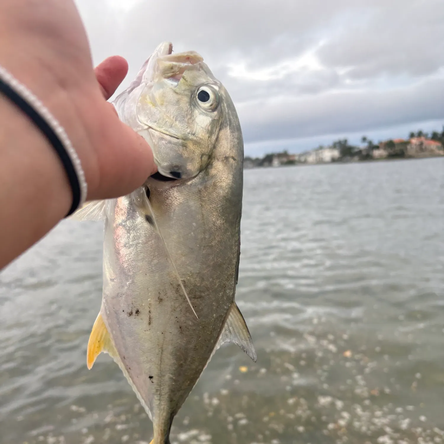 Crevalle jack caught on Fishbrain