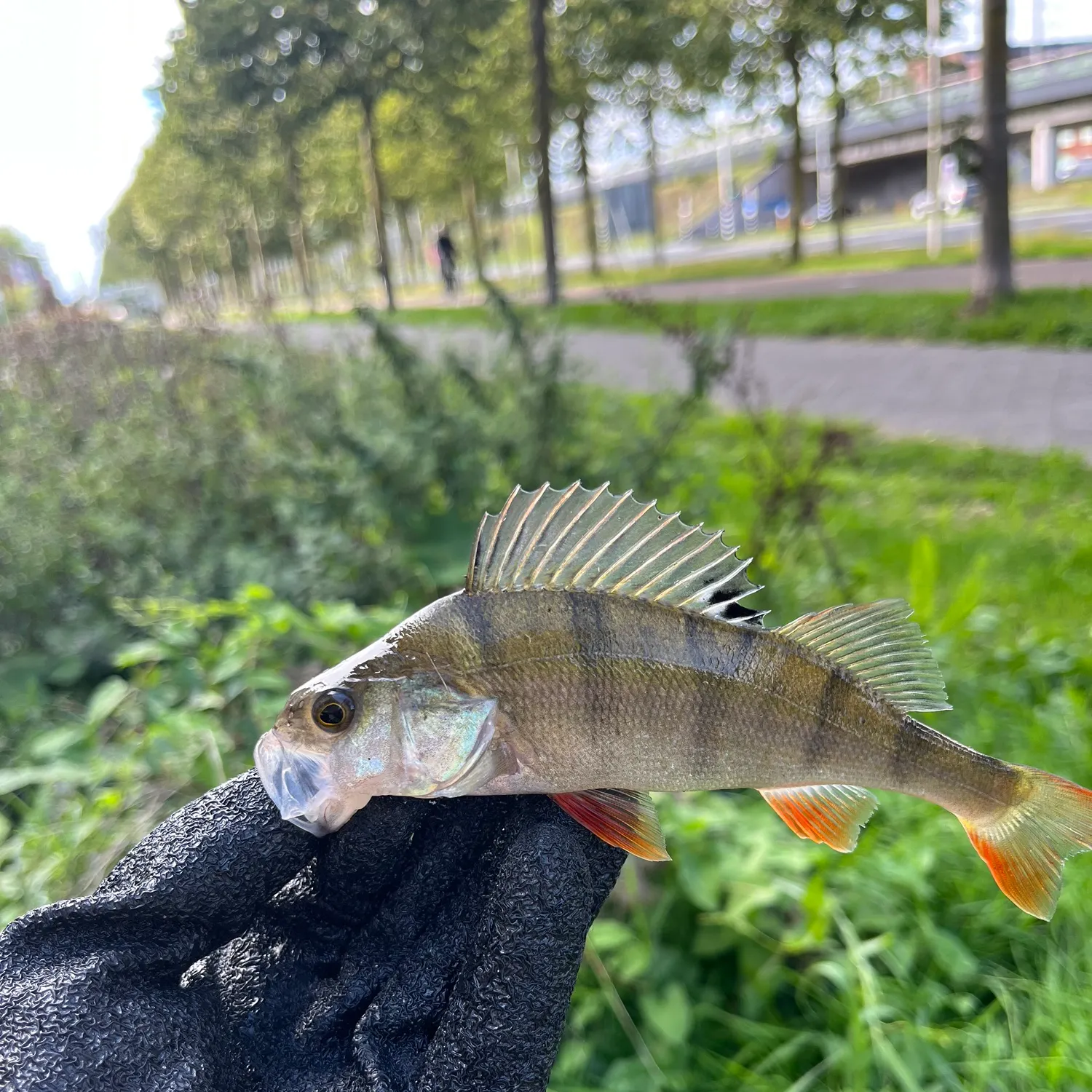 catch