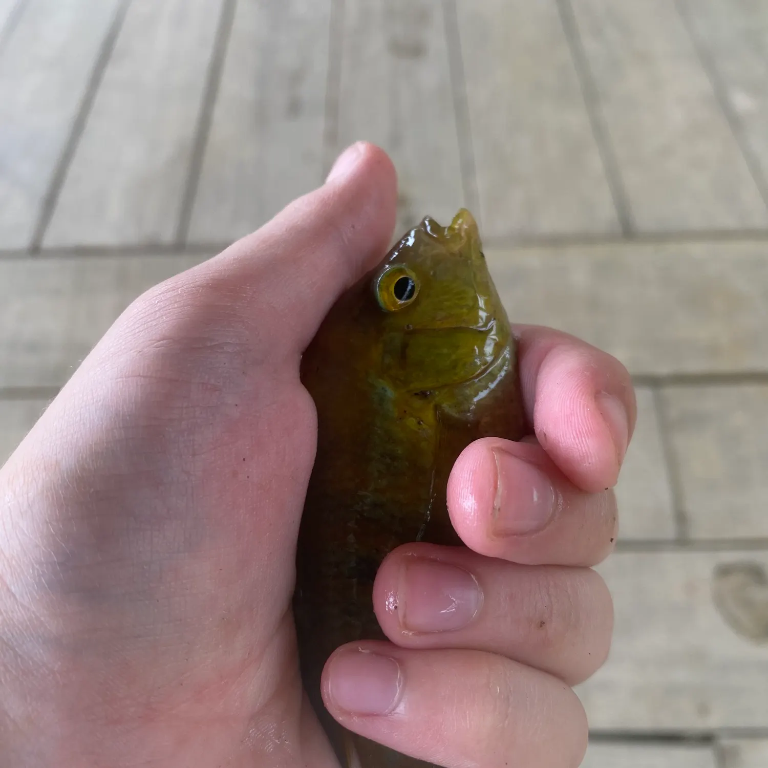 The most recent Pearl cichlid catches on Fishbrain