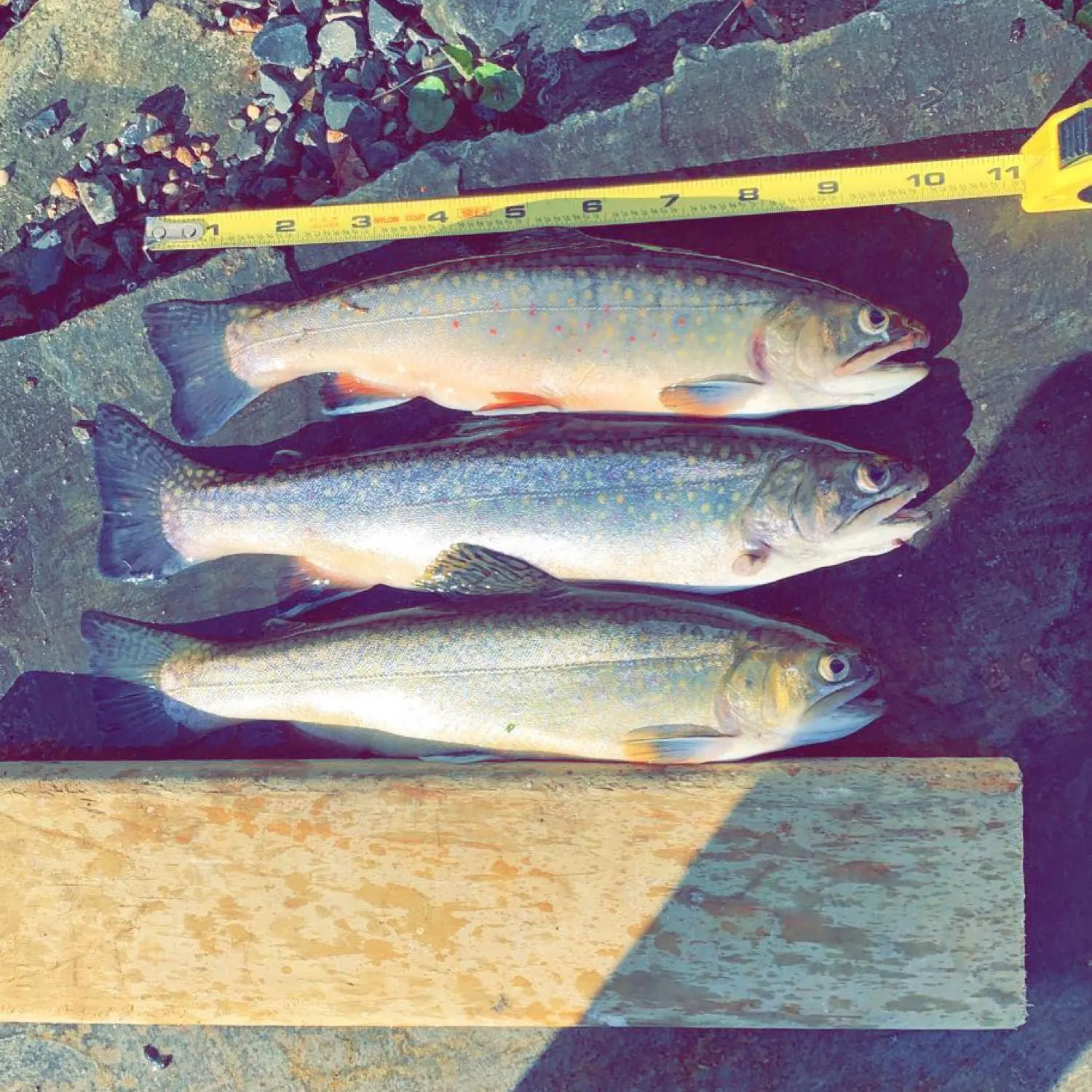 recently logged catches