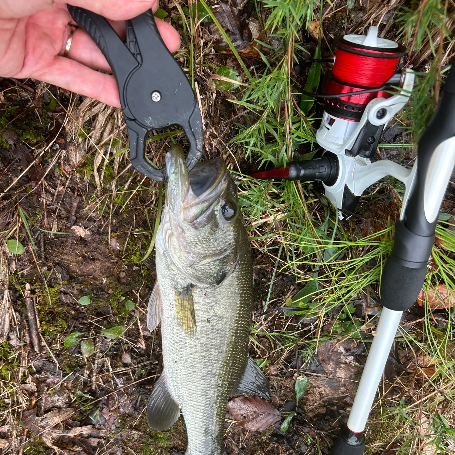 Largemouth bass caught on Fishbrain