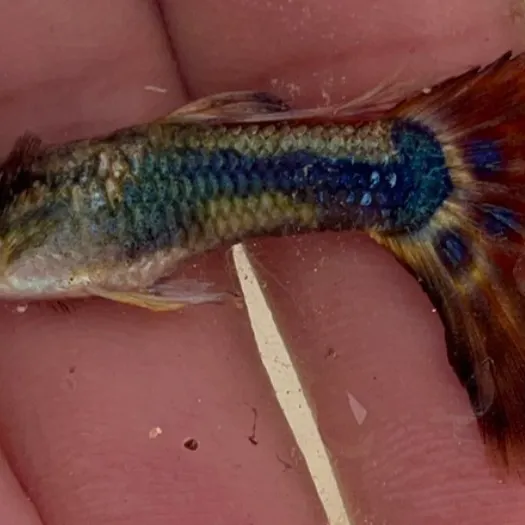 The most recent Guppy catches on Fishbrain