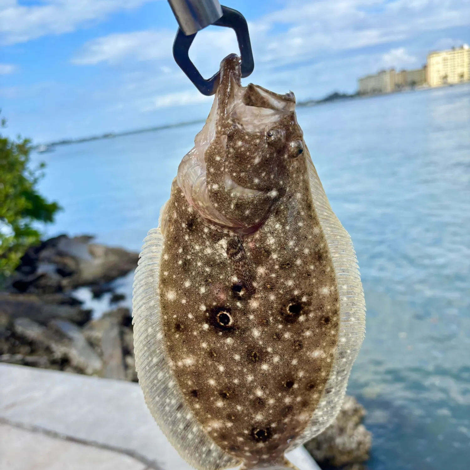 The most recent Summer flounder catches on Fishbrain
