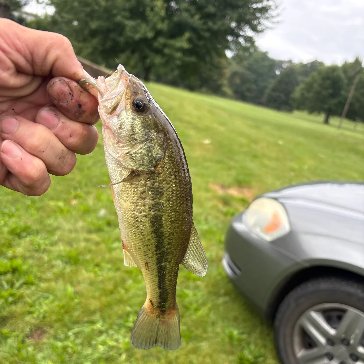 Creek chub caught on Fishbrain