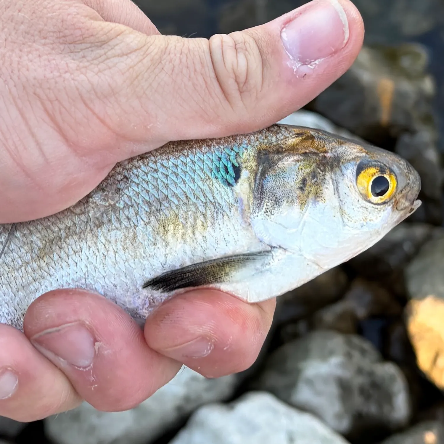 American gizzard shad caught on Fishbrain