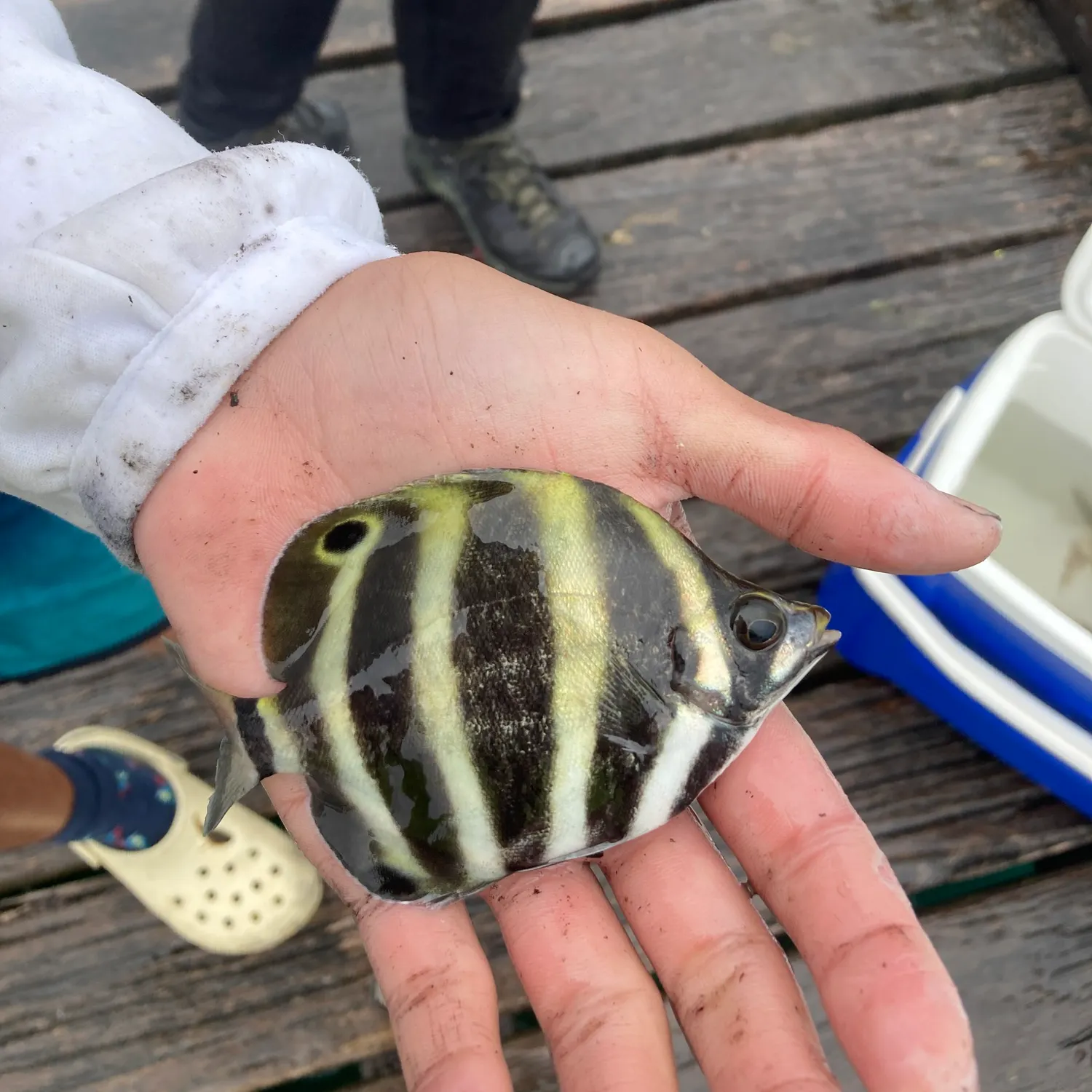 The most popular recent Moonlighter catch on Fishbrain