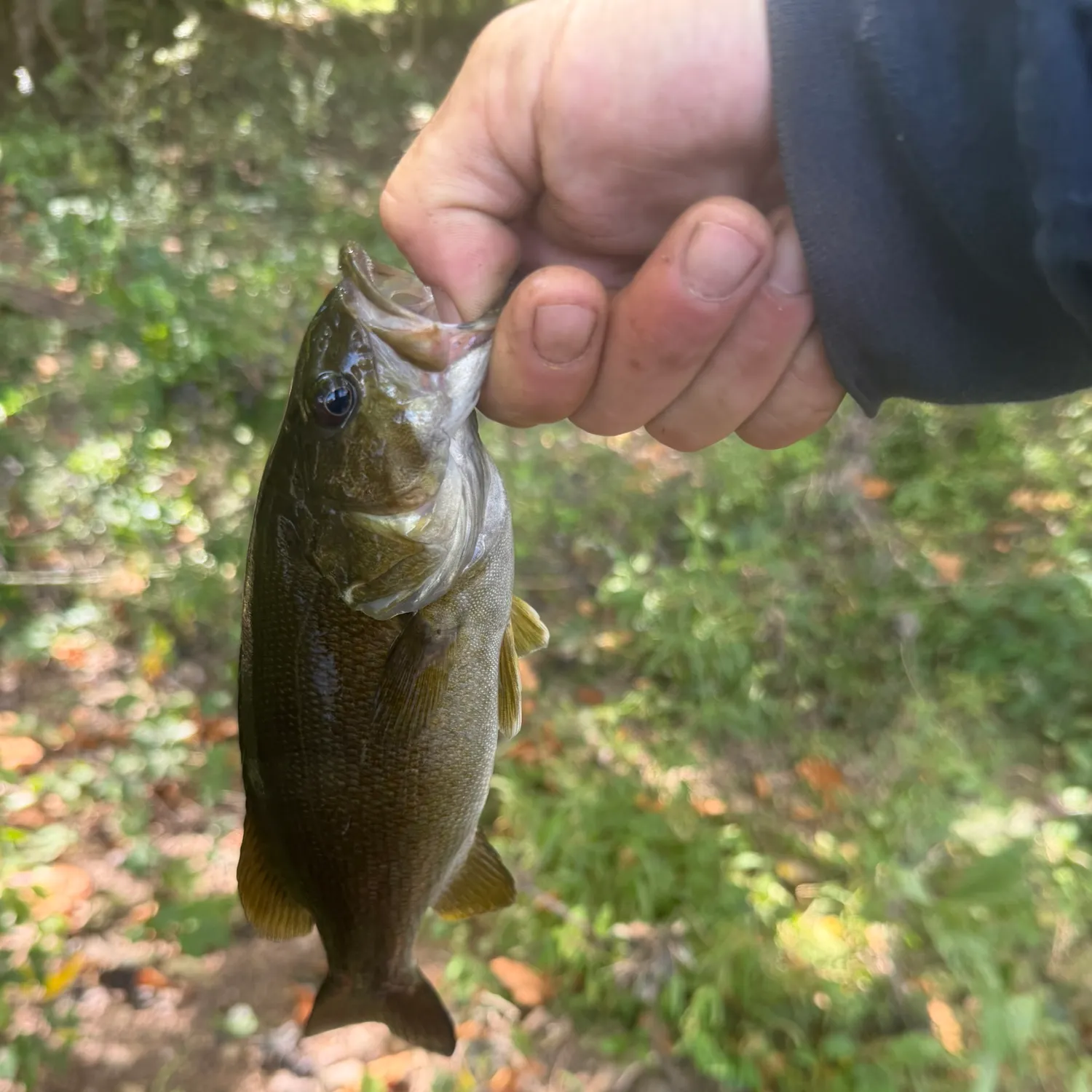 Smallmouth bass caught on Fishbrain