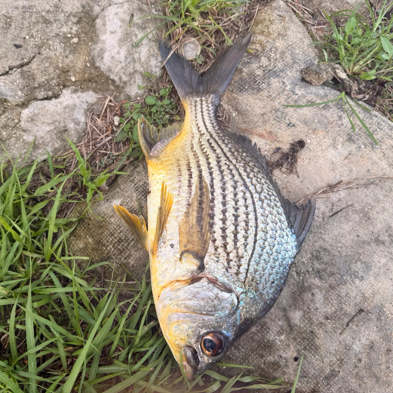 The most recent Striped mojarra catches on Fishbrain
