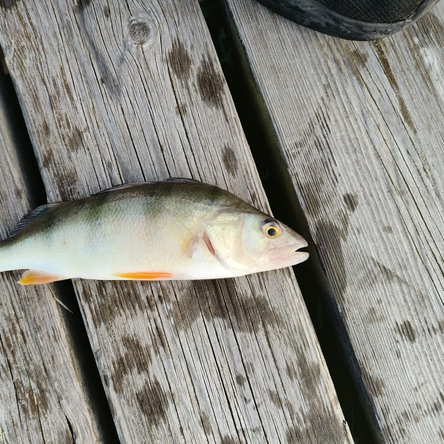 European perch caught on Fishbrain