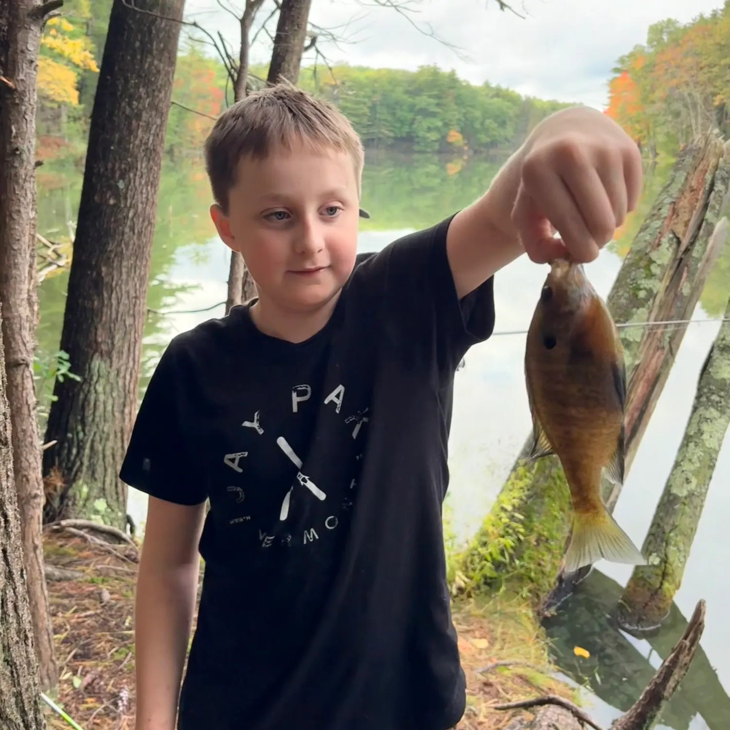 Bluegill caught on Fishbrain