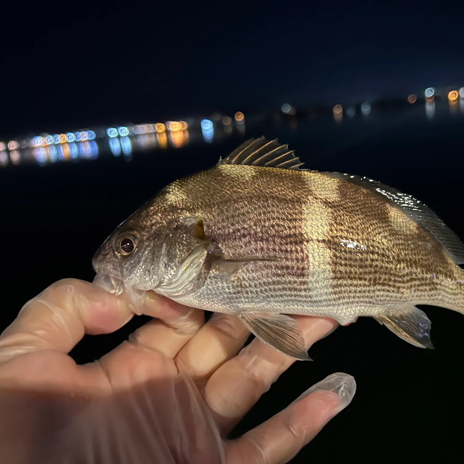 The most recent Black croaker catches on Fishbrain