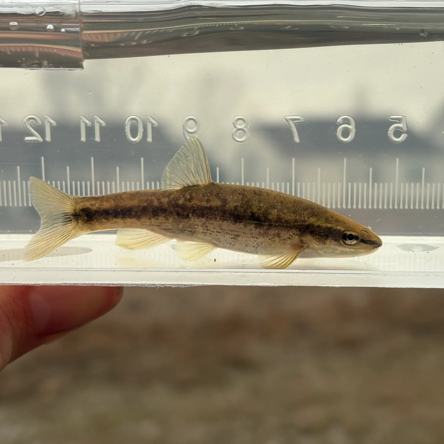 The most recent Western blacknose dace catches on Fishbrain