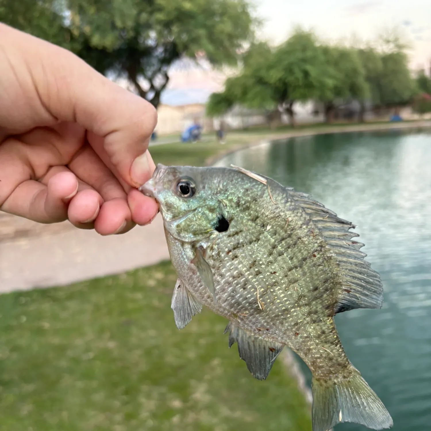 catch
