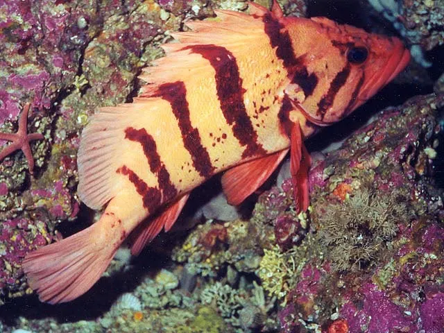 Tiger rockfish