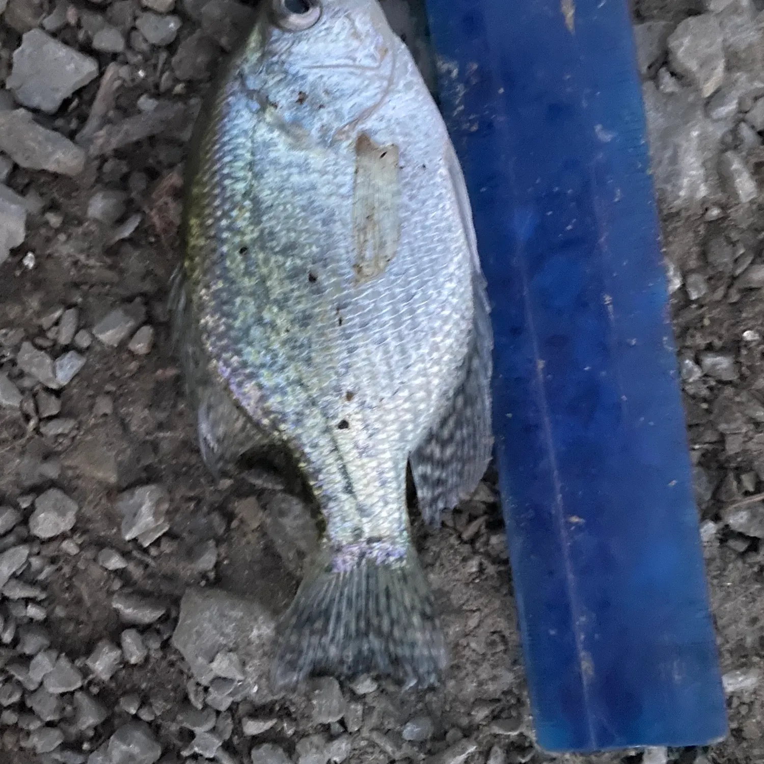 Black crappie caught on Fishbrain