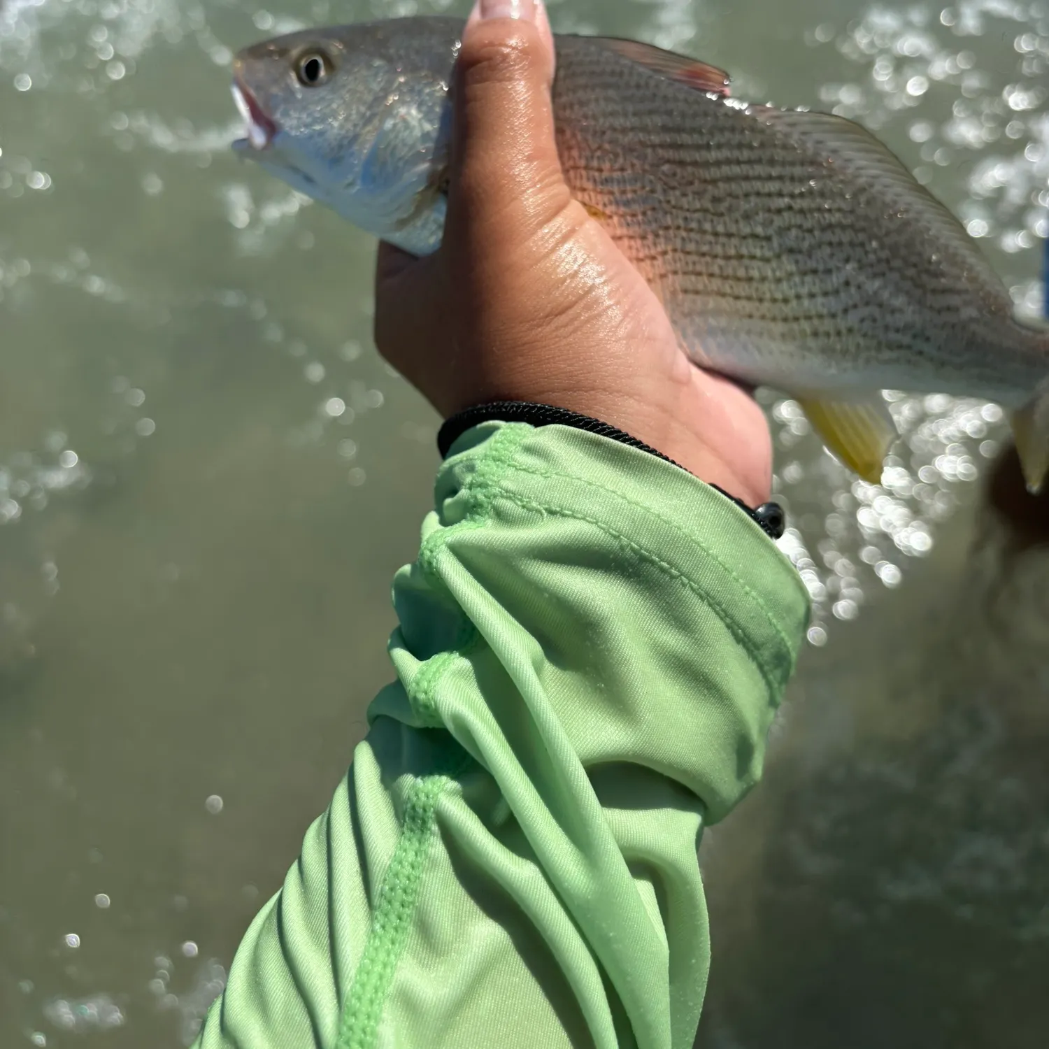 Yellowfin croaker caught on Fishbrain