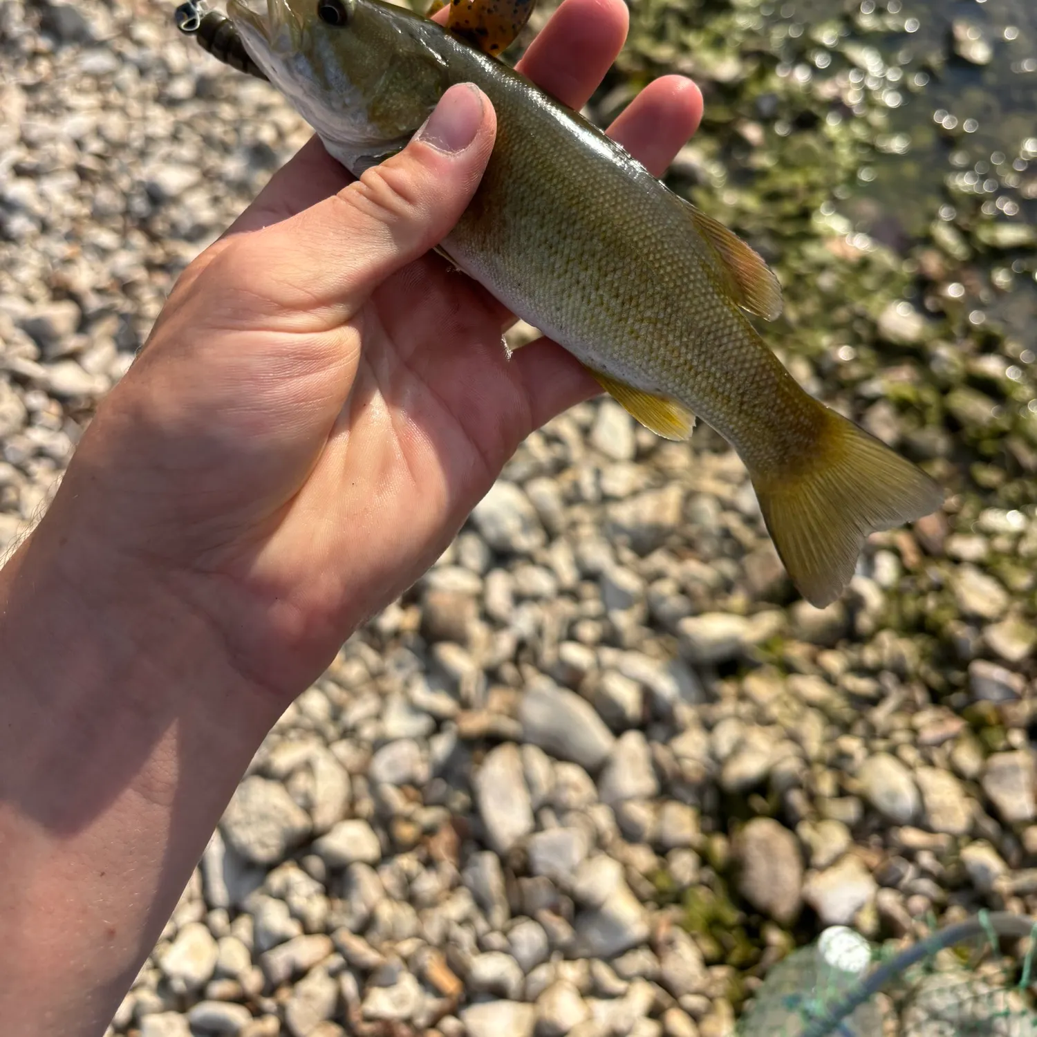 Smallmouth bass caught on Fishbrain
