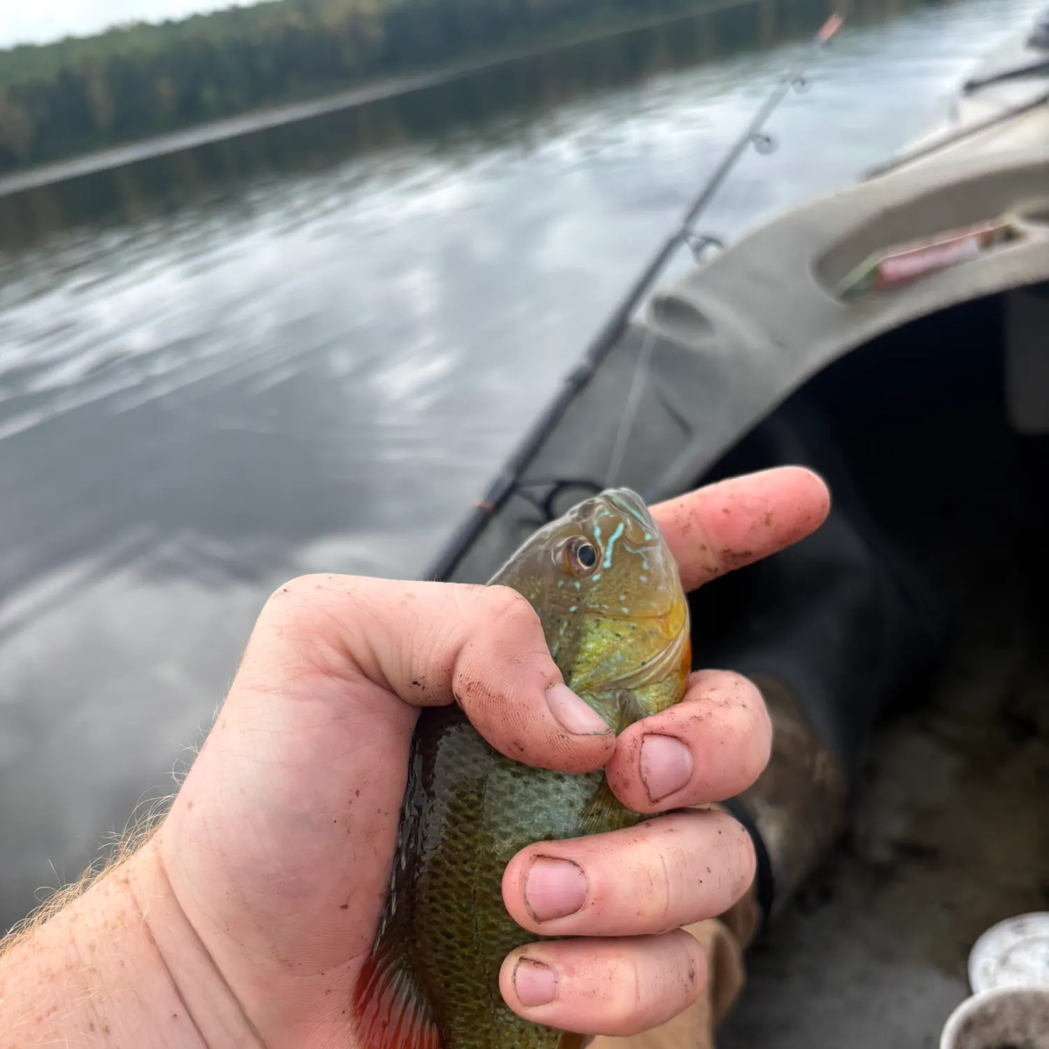 Redbreast sunfish caught on Fishbrain