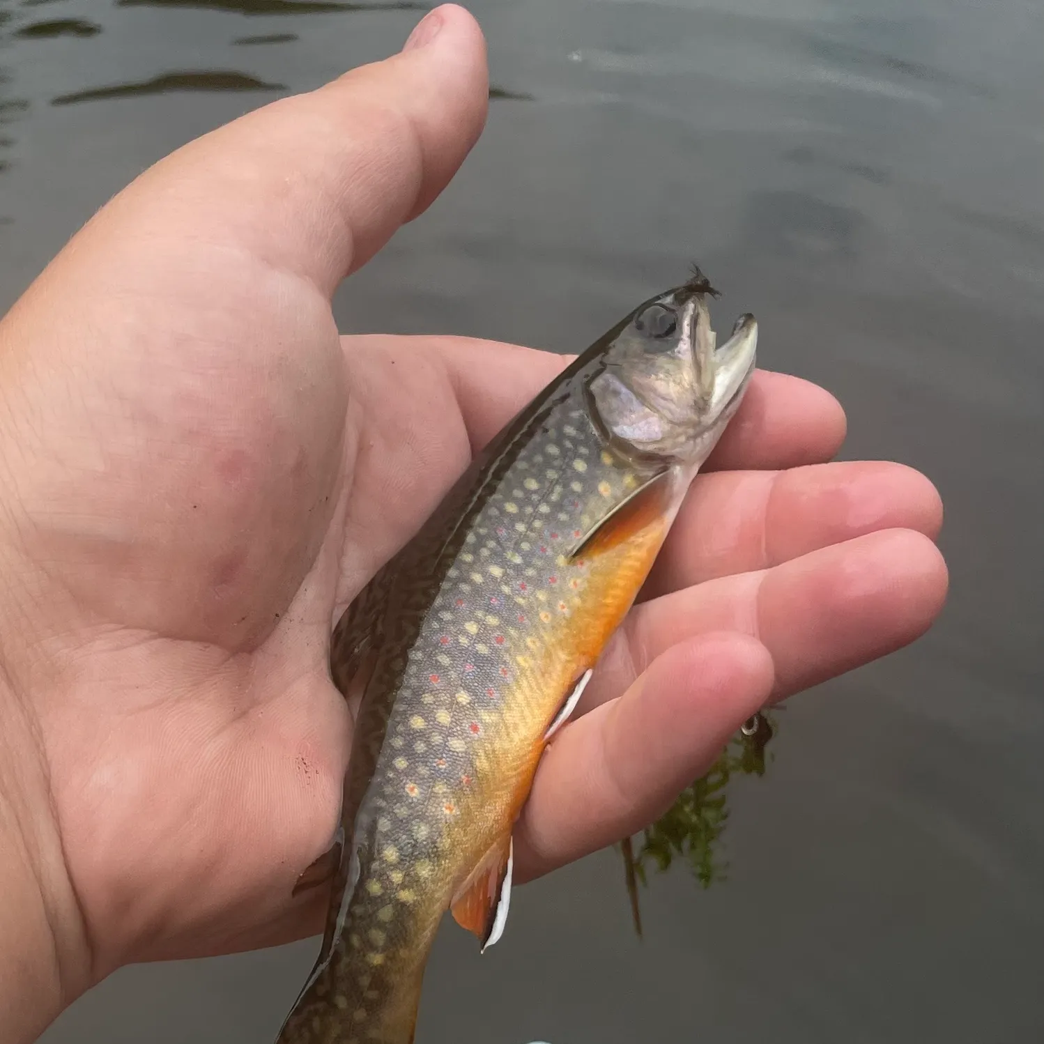 Brook trout caught on Fishbrain