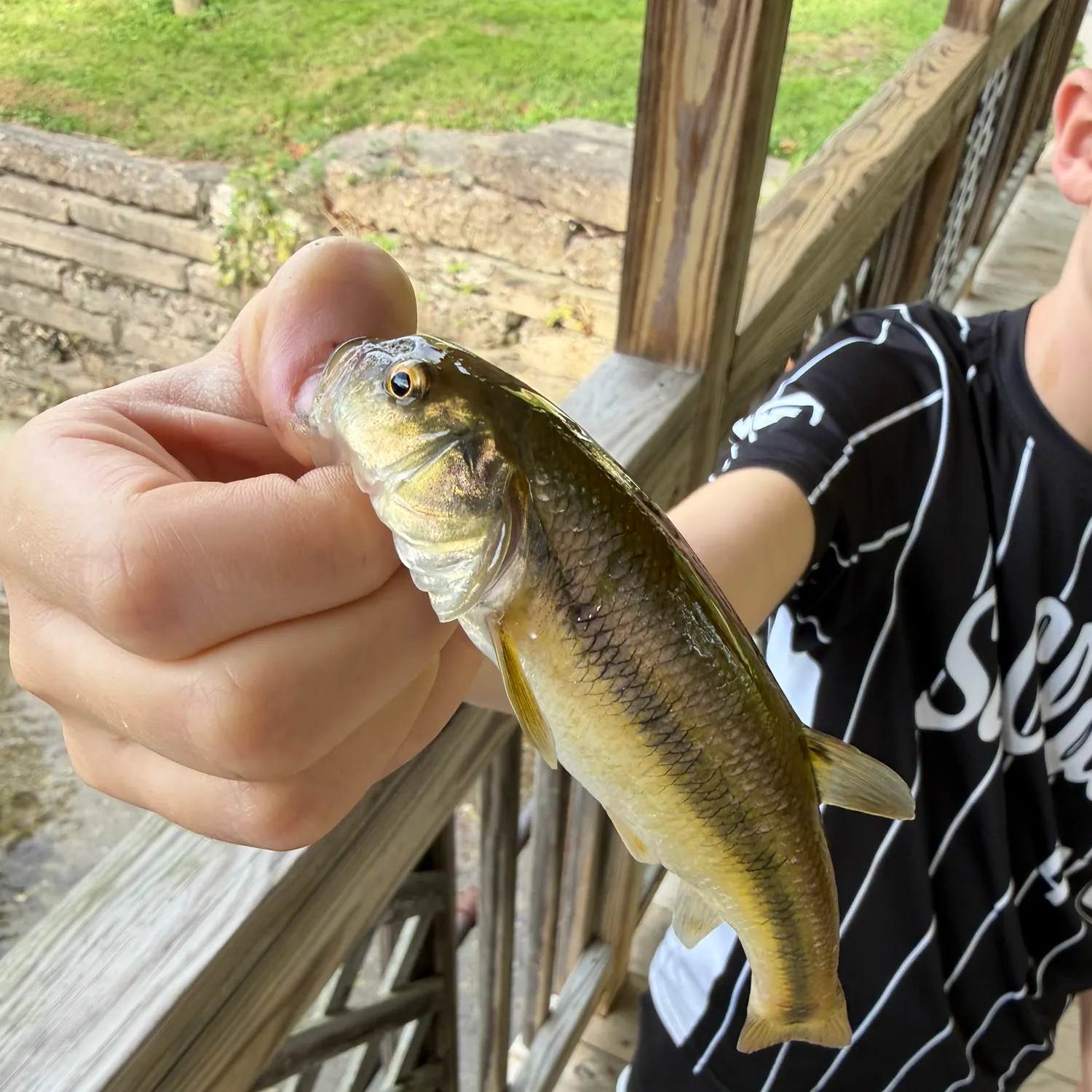 Creek chub caught on Fishbrain