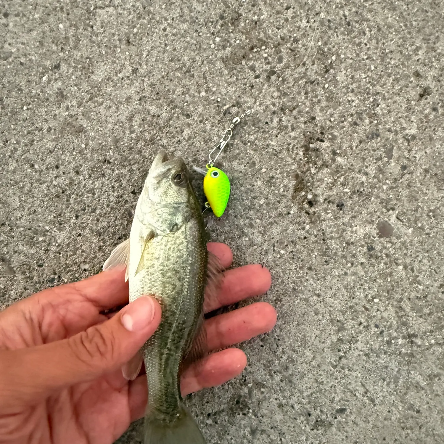 Largemouth bass caught on Fishbrain