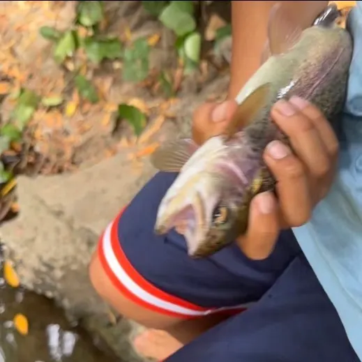 Coastal rainbow trout caught on Fishbrain
