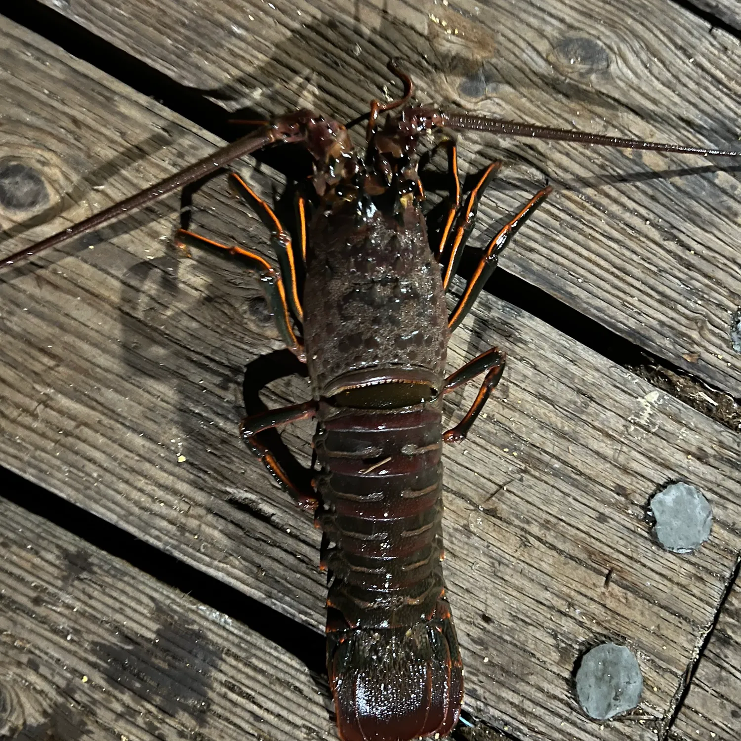 The most recent California spiny lobster catches on Fishbrain