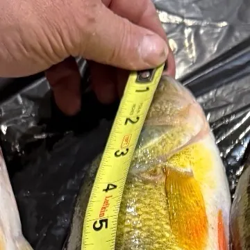 Yellow perch caught on Fishbrain
