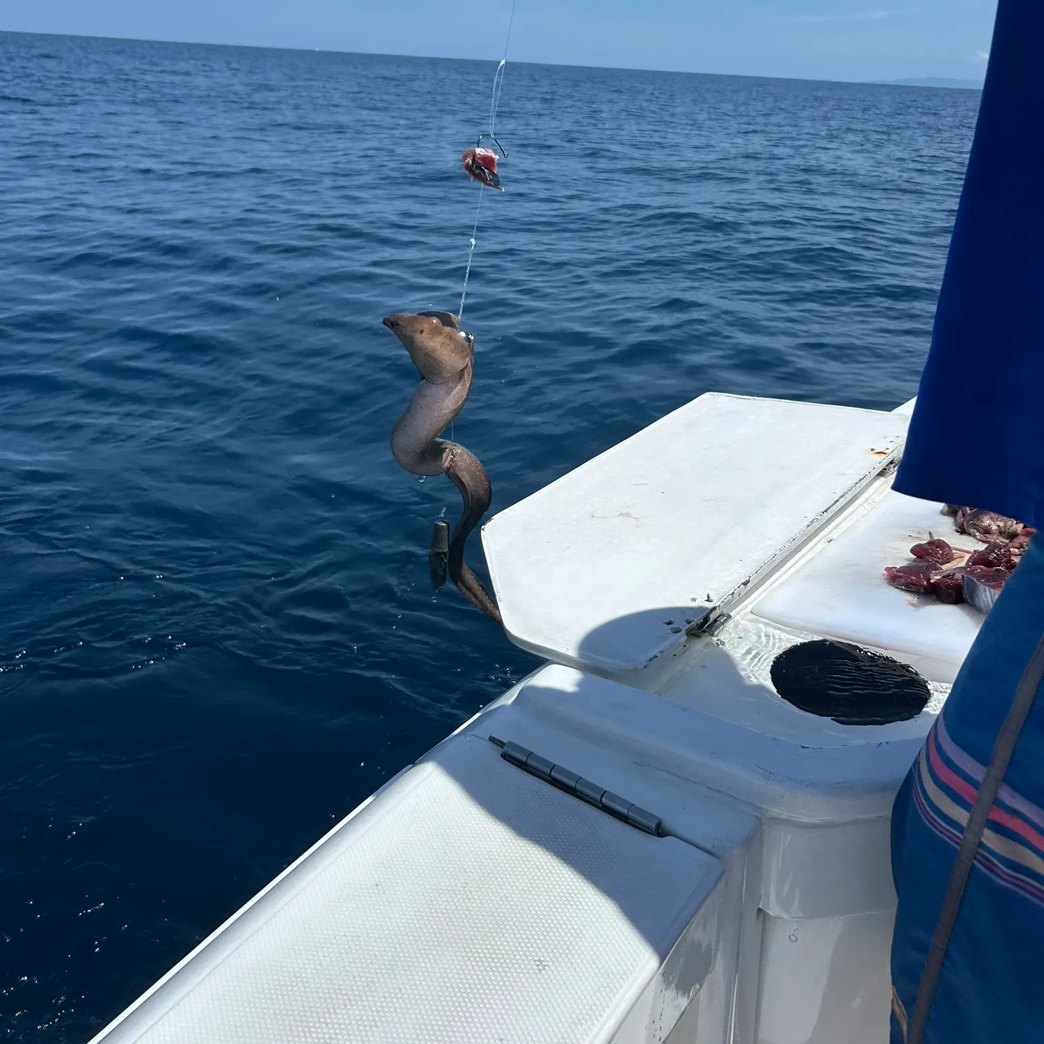 The most recent Giant moray catches on Fishbrain