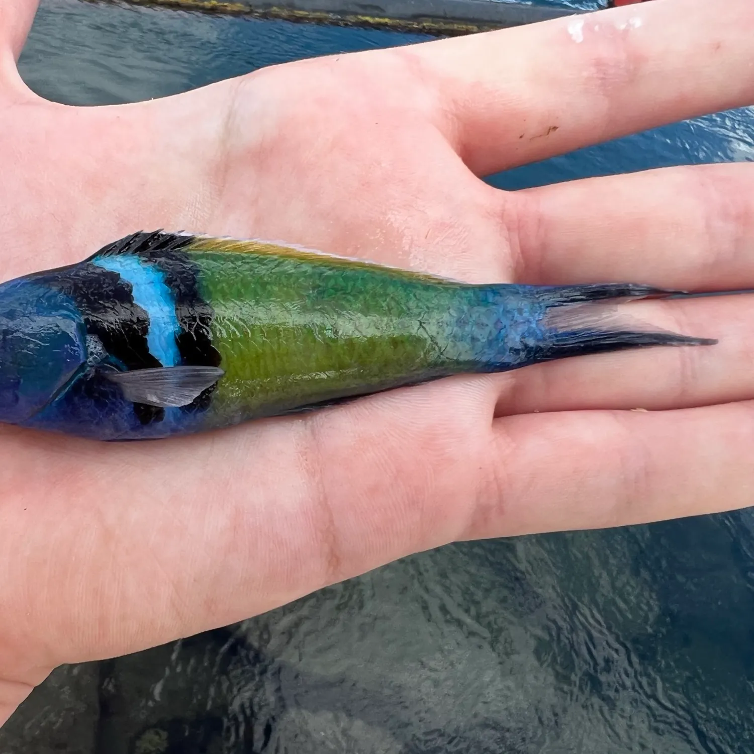 The most popular recent Bluehead catch on Fishbrain