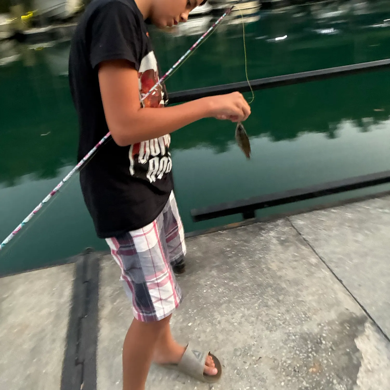 Bluegill caught on Fishbrain