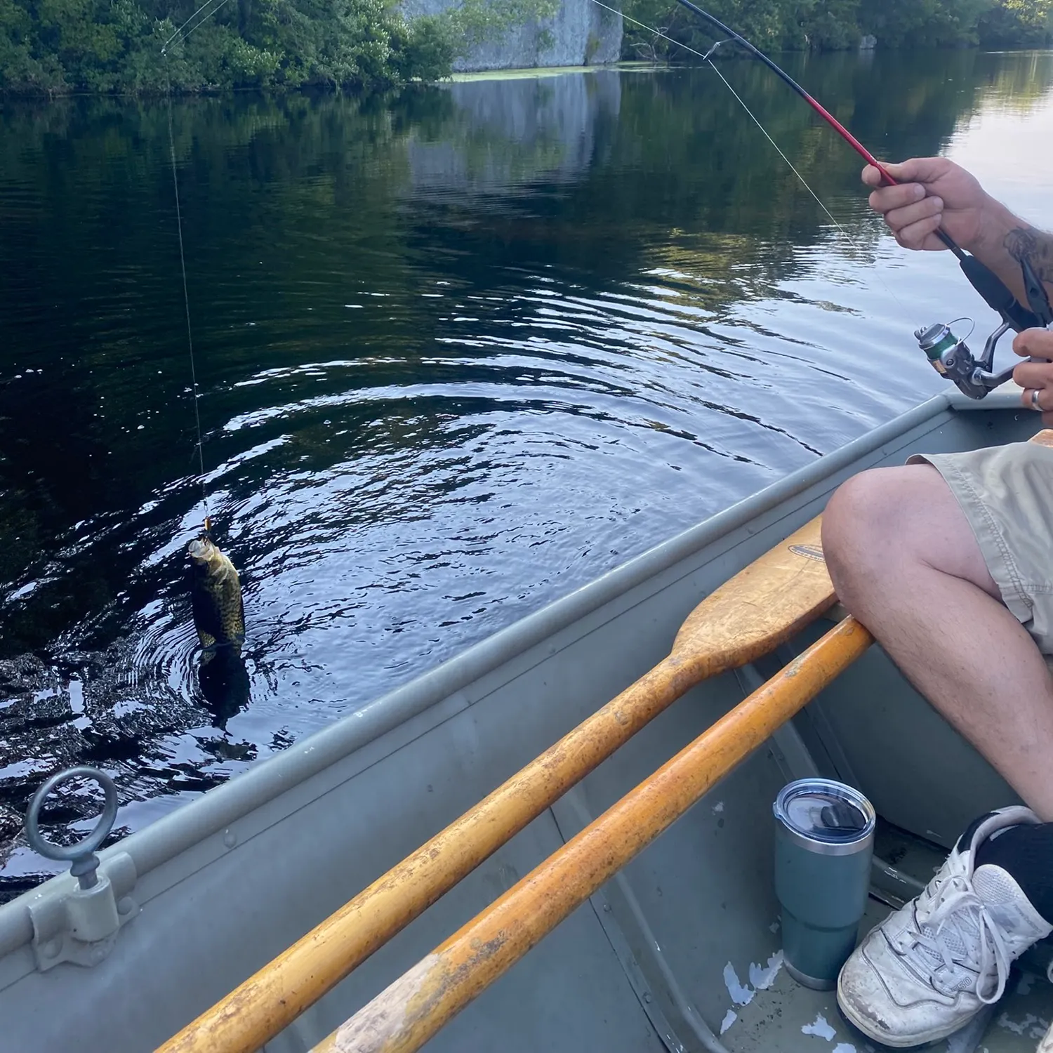 Black crappie caught on Fishbrain