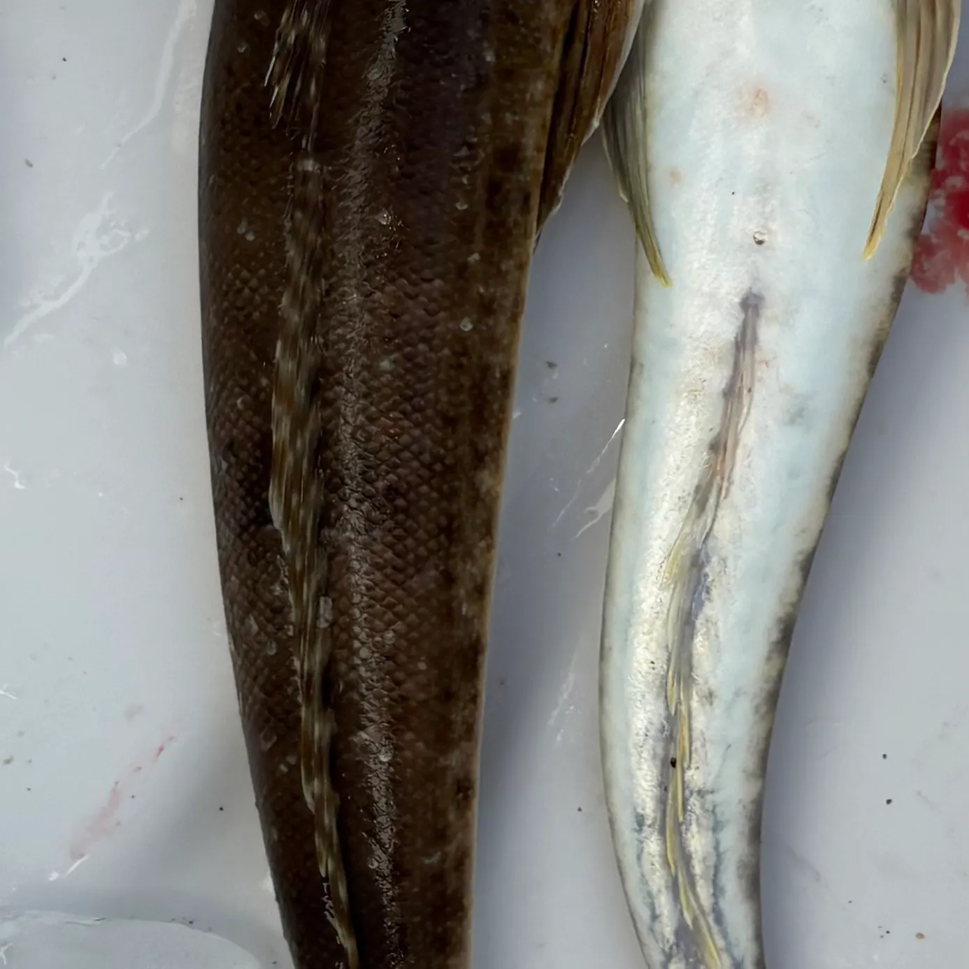 The most recent Sand flathead catches on Fishbrain