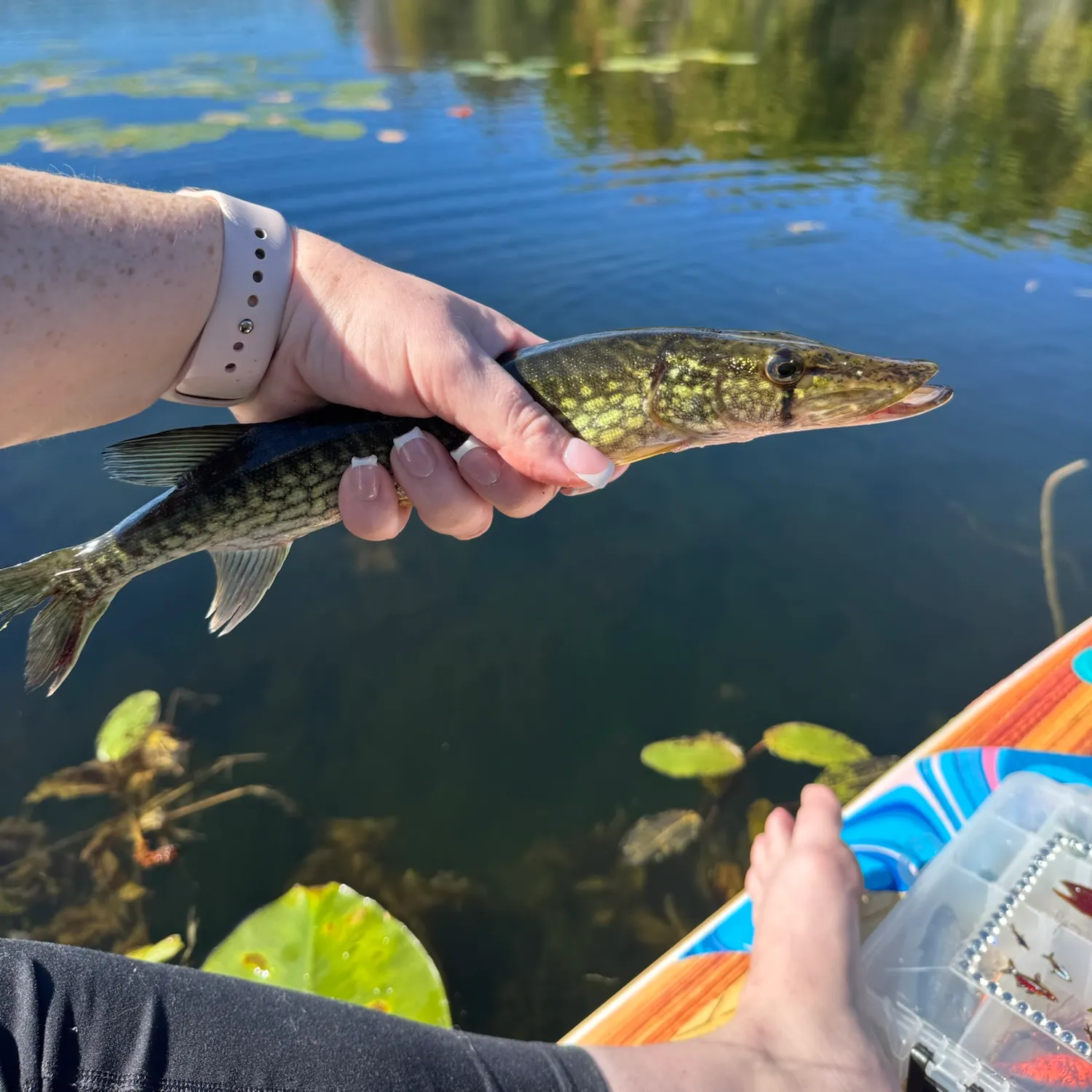Chain pickerel caught on Fishbrain
