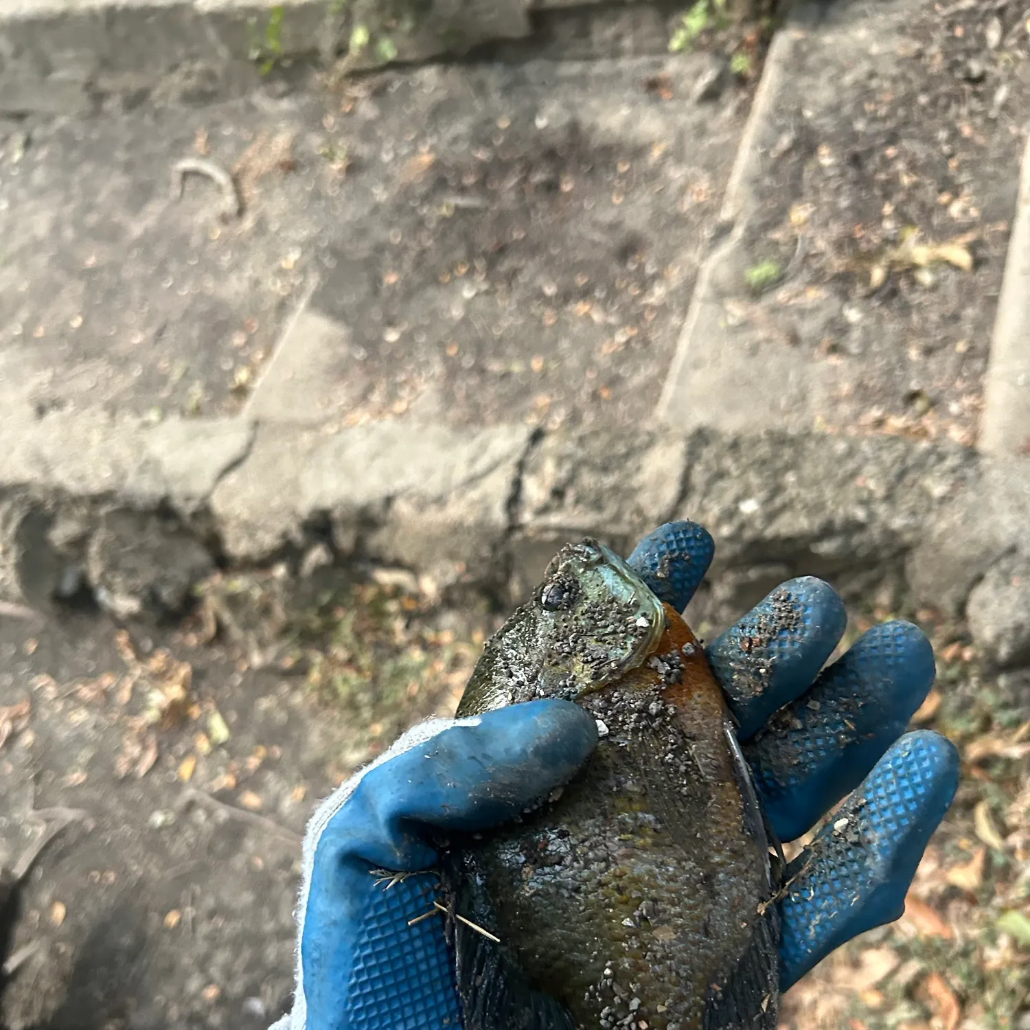 Bluegill caught on Fishbrain