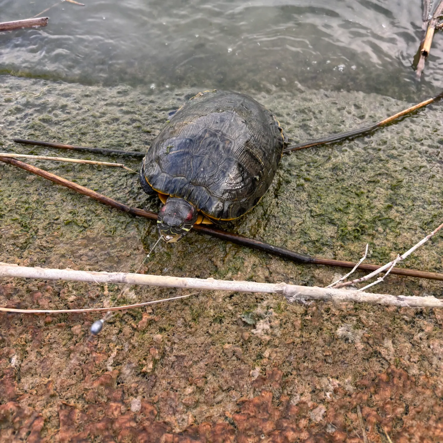The most recent Florida softshell turtle catches on Fishbrain
