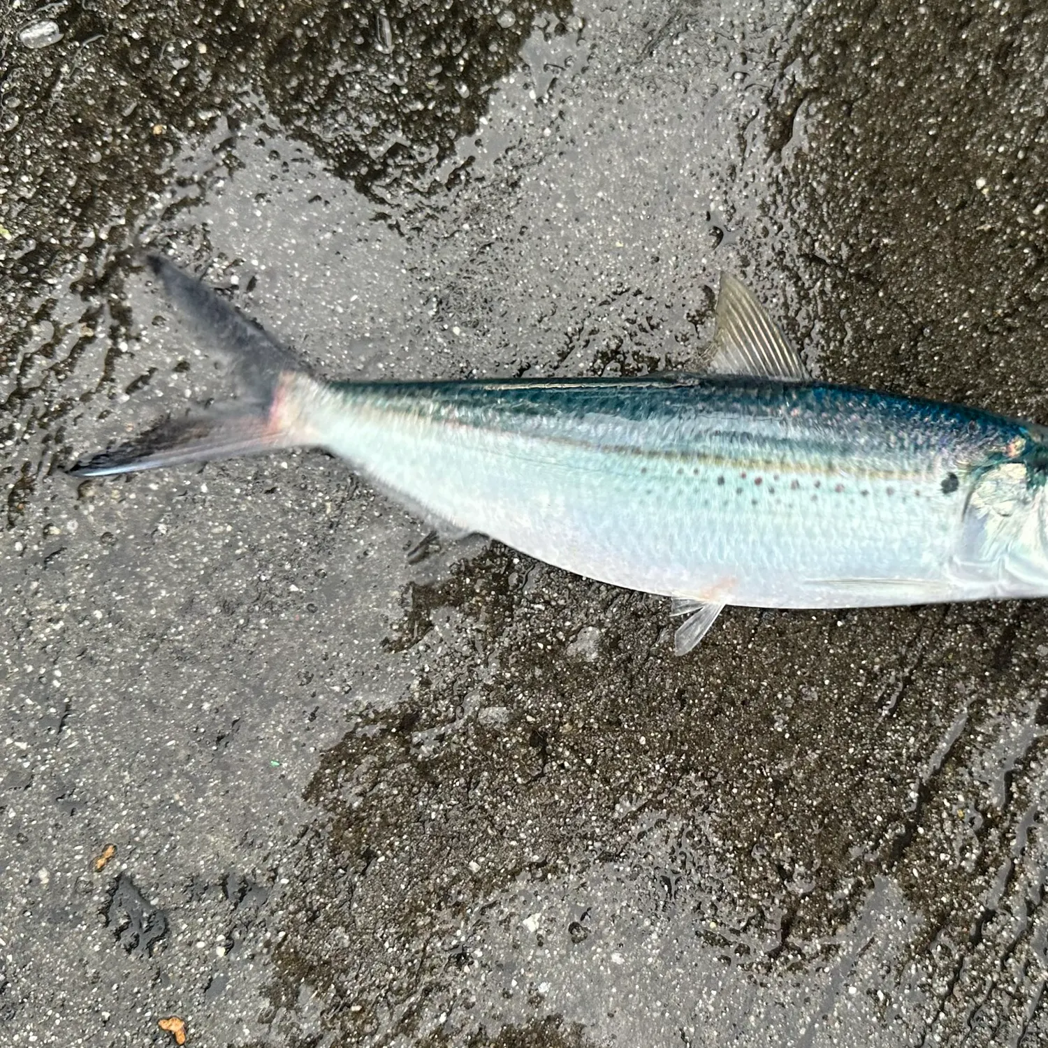 American shad caught on Fishbrain