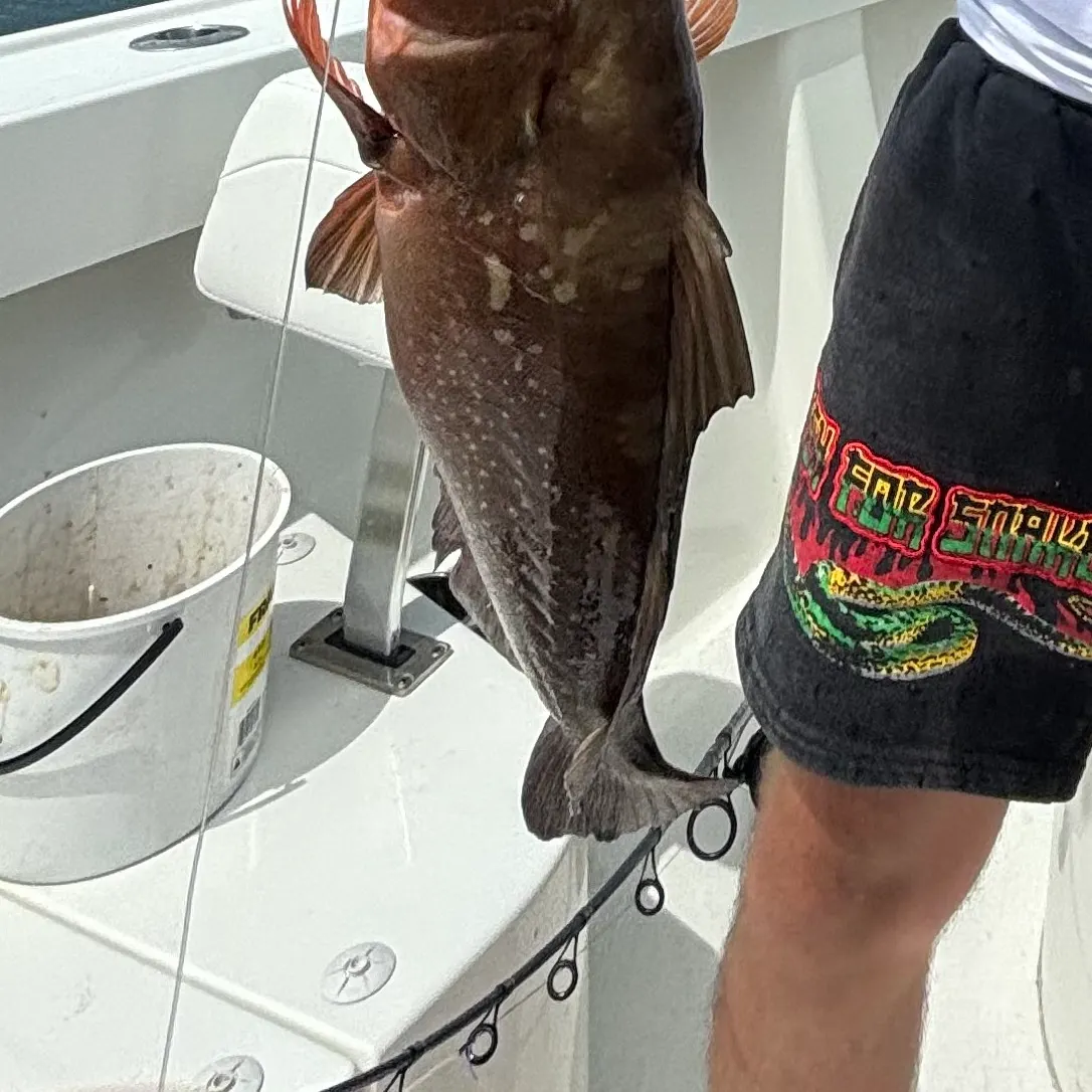 Red grouper caught on Fishbrain