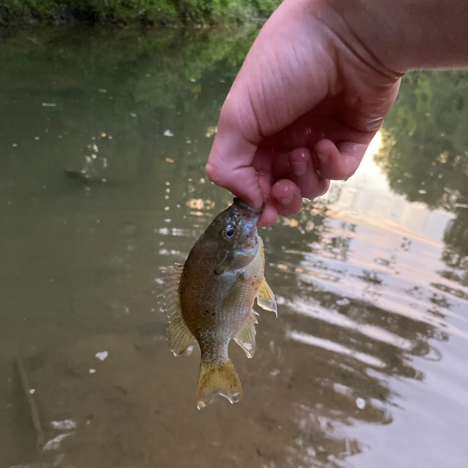 Green sunfish caught on Fishbrain